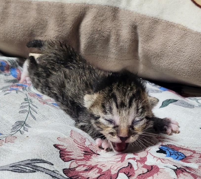 울산유기동물보호센터_431373202300325